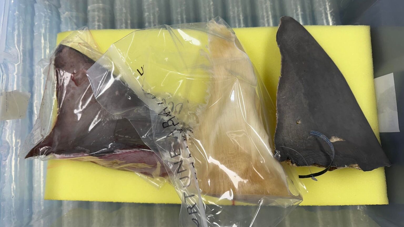 Finding Nemo: Scientists Use AI To Catch Illegal Marine Wildlife Traffickers Finding Nemo: Scientists Use AI To Catch Illegal Marine Wildlife Traffickers