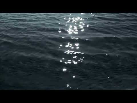 Atlantic sturgeon ‘thundering’ in the Hudson River thumbnail