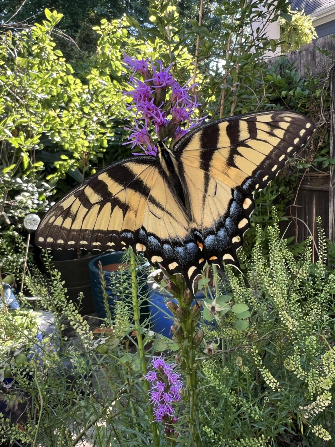 Eastern Tiger Swallowtail