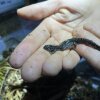 Frosted flatwoods salamander, "frosties," as they're lovingly called, are one of most imperiled amphibians in the U.S.