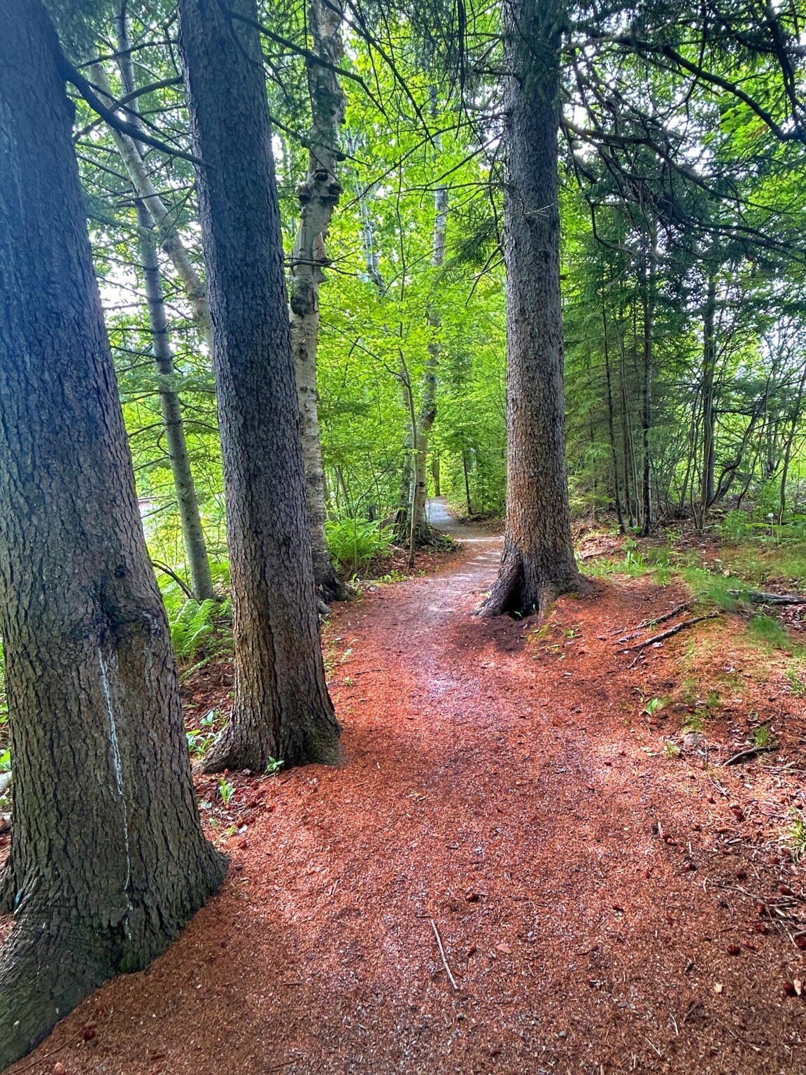 My Mourning Walk