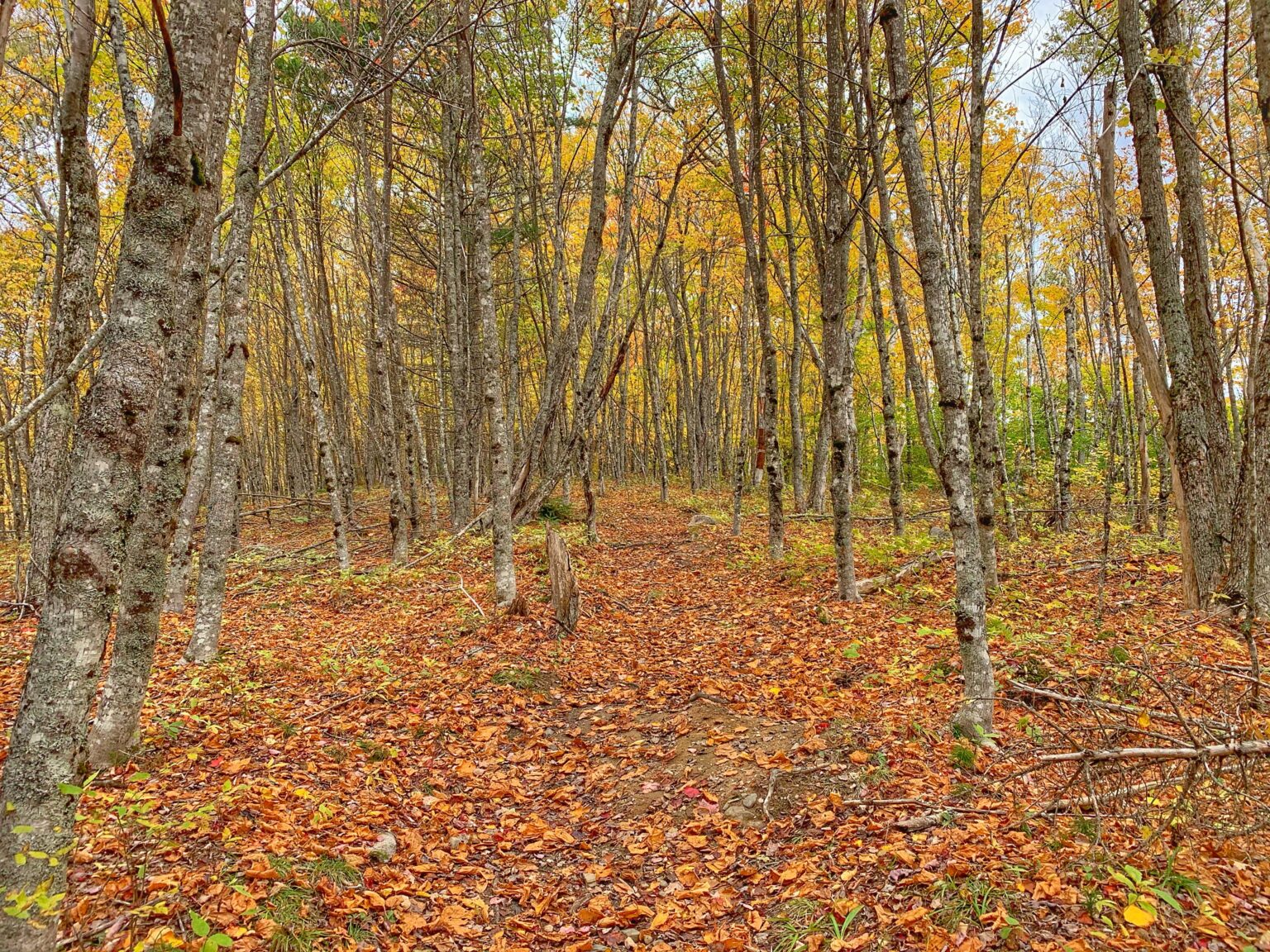 Hardwood Forest