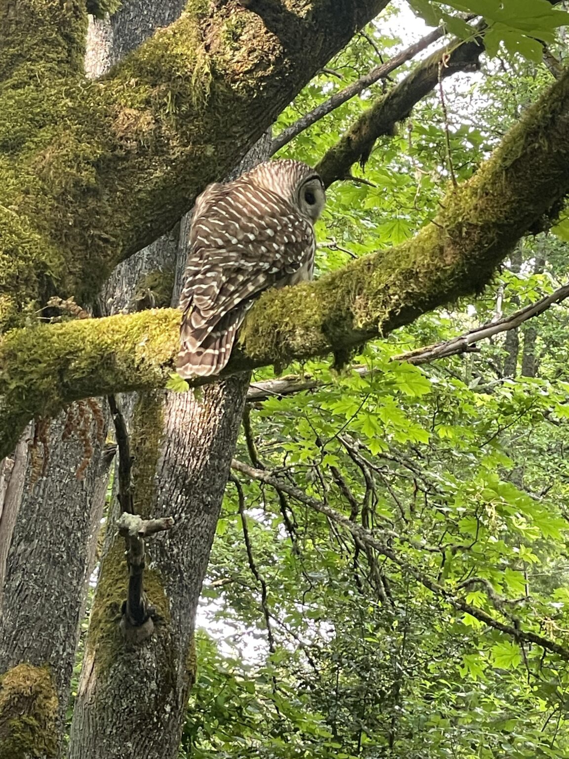 Morning Owl