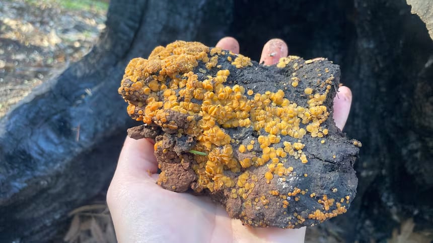 Hand holding a dark rock covered in orange spots