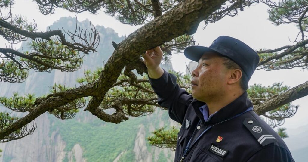 This 1,000-year-old pine tree’s protector fears changing weather patterns