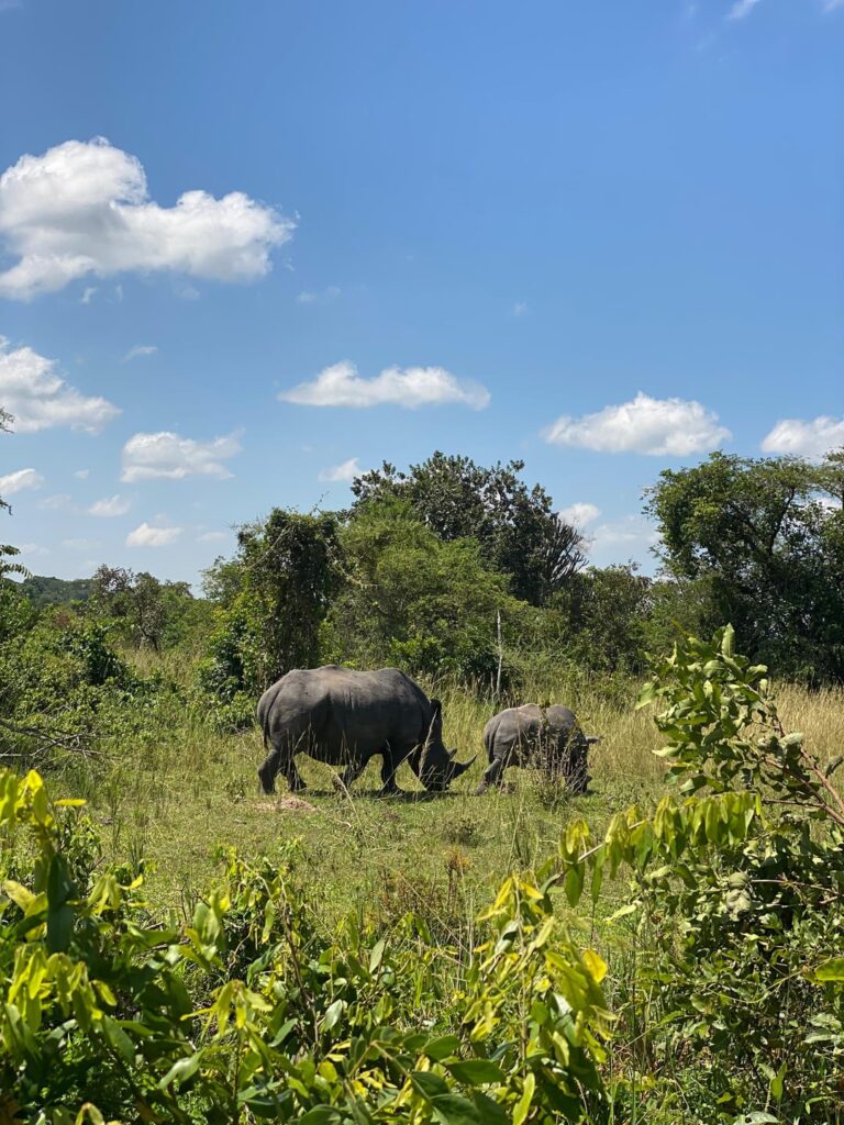 Happy new month of June from Ziwa Rhino and Wildlife Ranch
