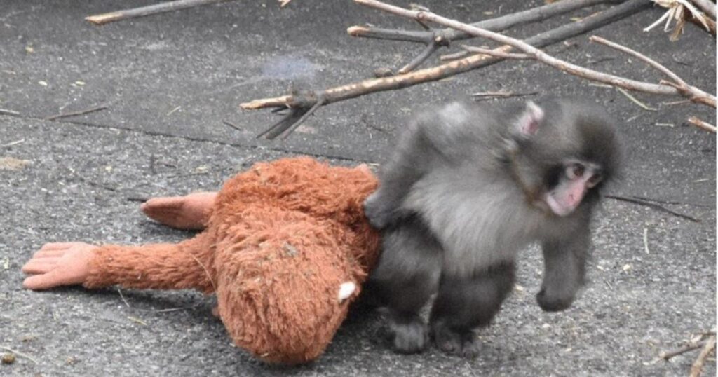 2 US men fined 300,000 yen for trespassing at enclosure of monkey Punch