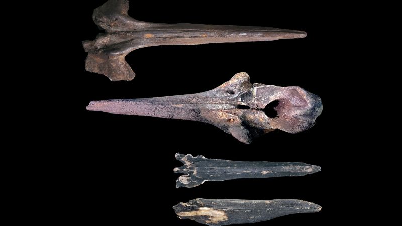 Scientists find vast whale graveyard dating back millions of years Scientists find vast whale graveyard dating back millions of years