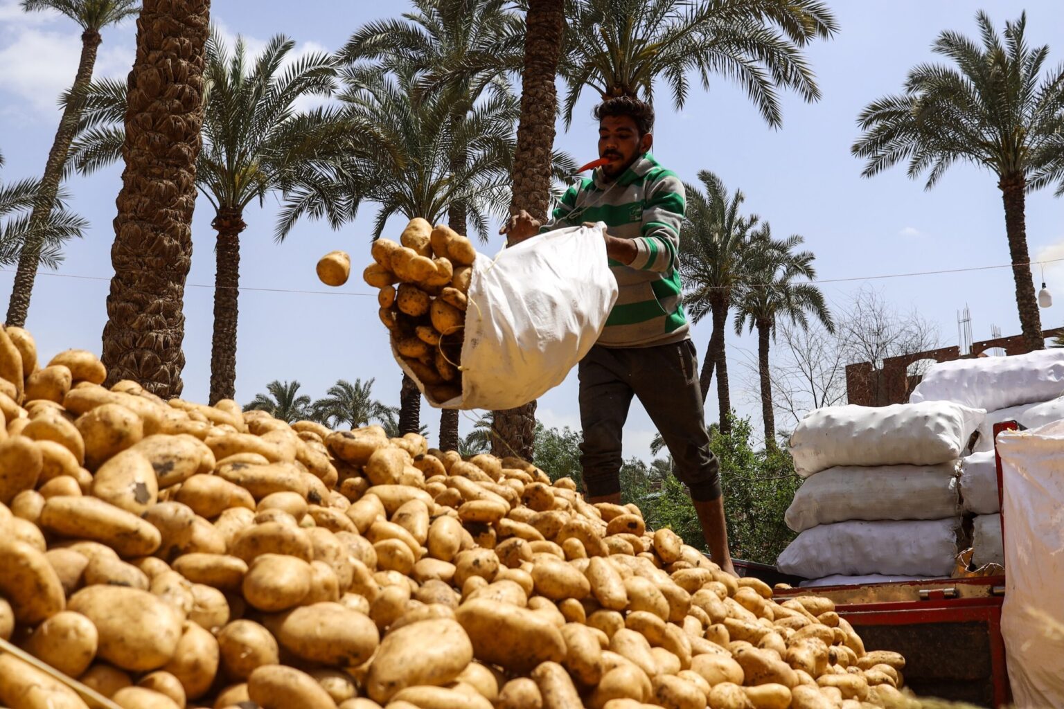 A farmer harvests potatoes in Giza Governorate, Egypt. The country has raised $1.5bn from an affiliate of the Islamic Development Bank to alleviate food insecurity