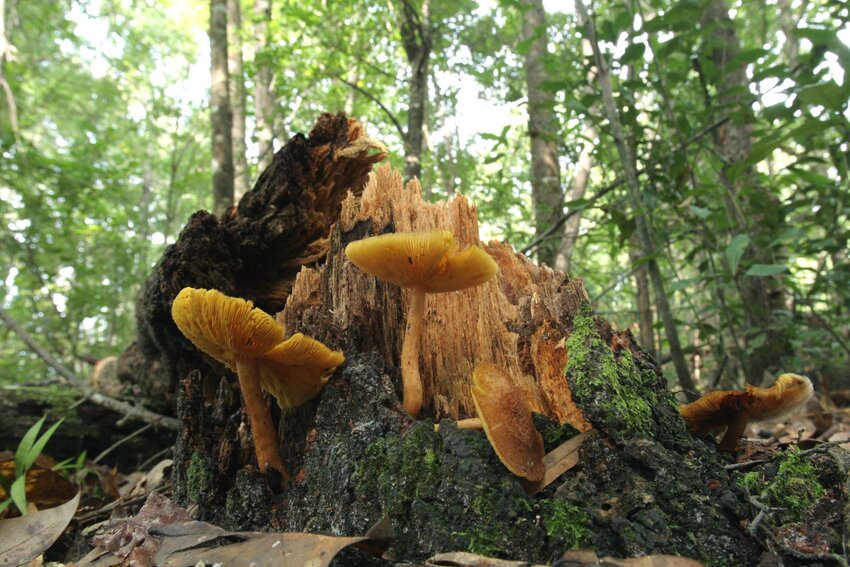 North Florida, mushrooms, tree trunk, fungi, lichen, leaves. UF/IFAS Photo: Thomas Wright