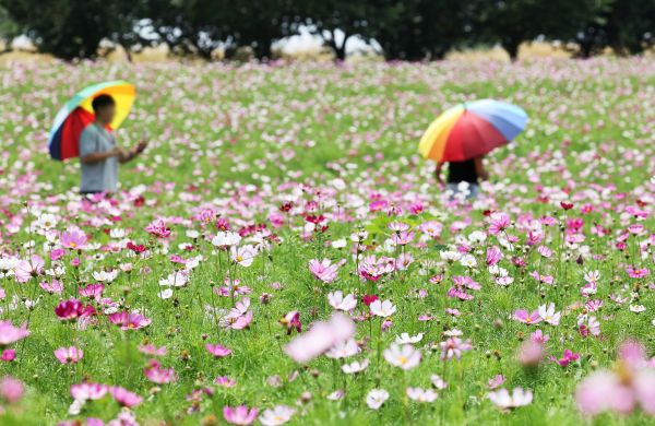 Cloudy Skies Forecast Wednesday for Seoul Metro Area, Gangwon Province