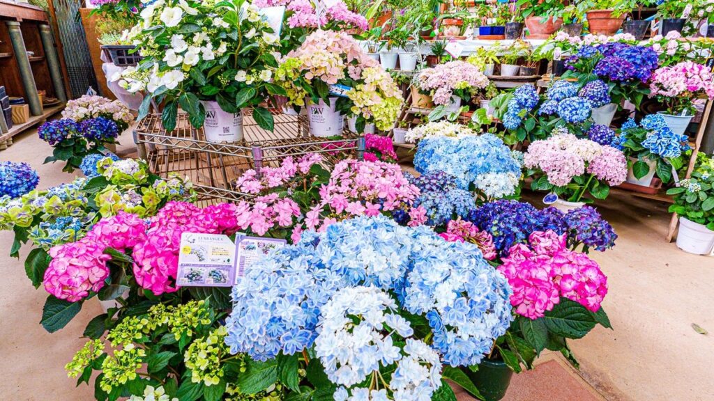 Blooming and Booming: Japan’s Hydrangeas Enjoy Surge in Popularity Blooming and Booming: Japan’s Hydrangeas Enjoy Surge in Popularity