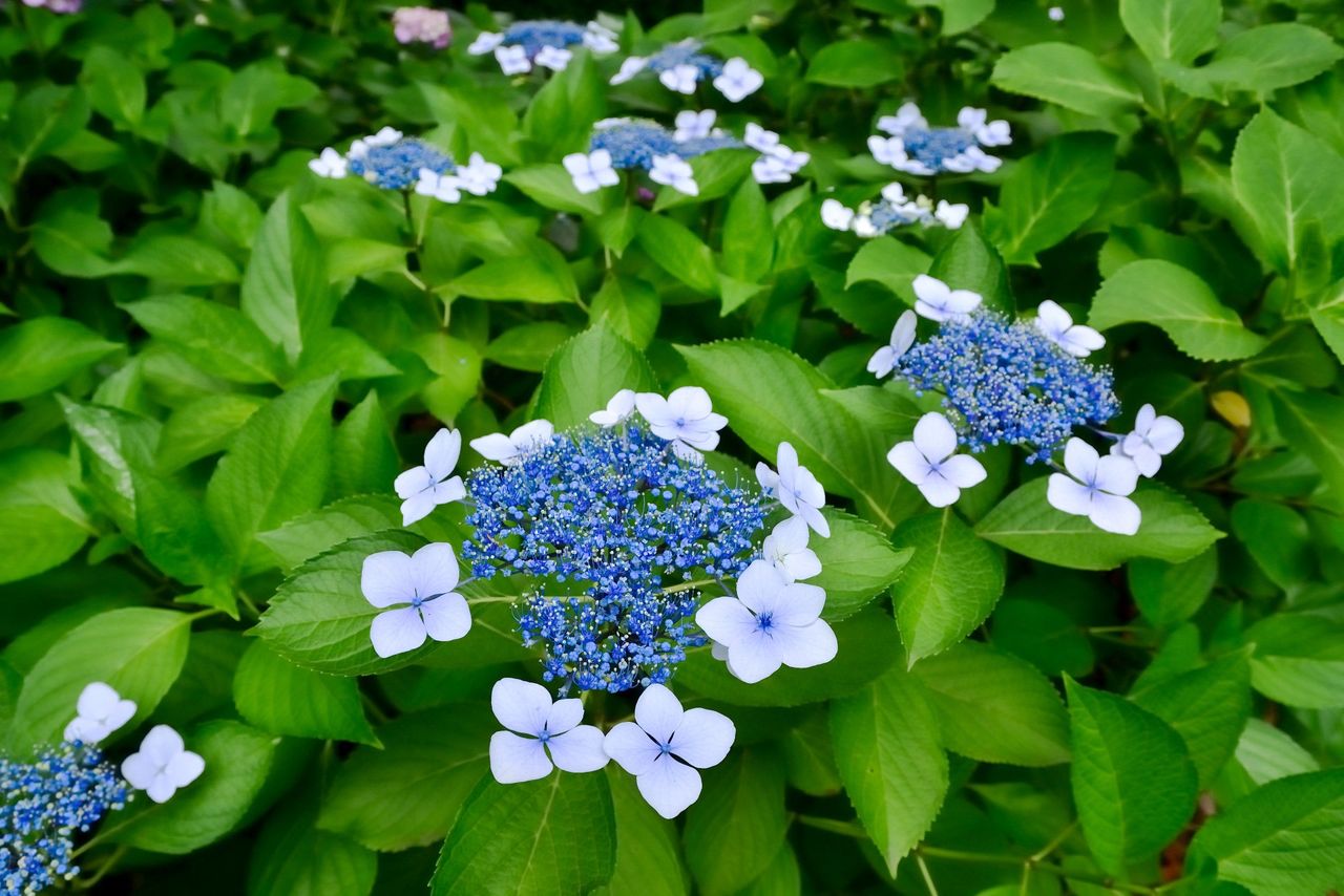 The four “petals” of hydrangea blooms were viewed as unlucky. (© Photo AC)
