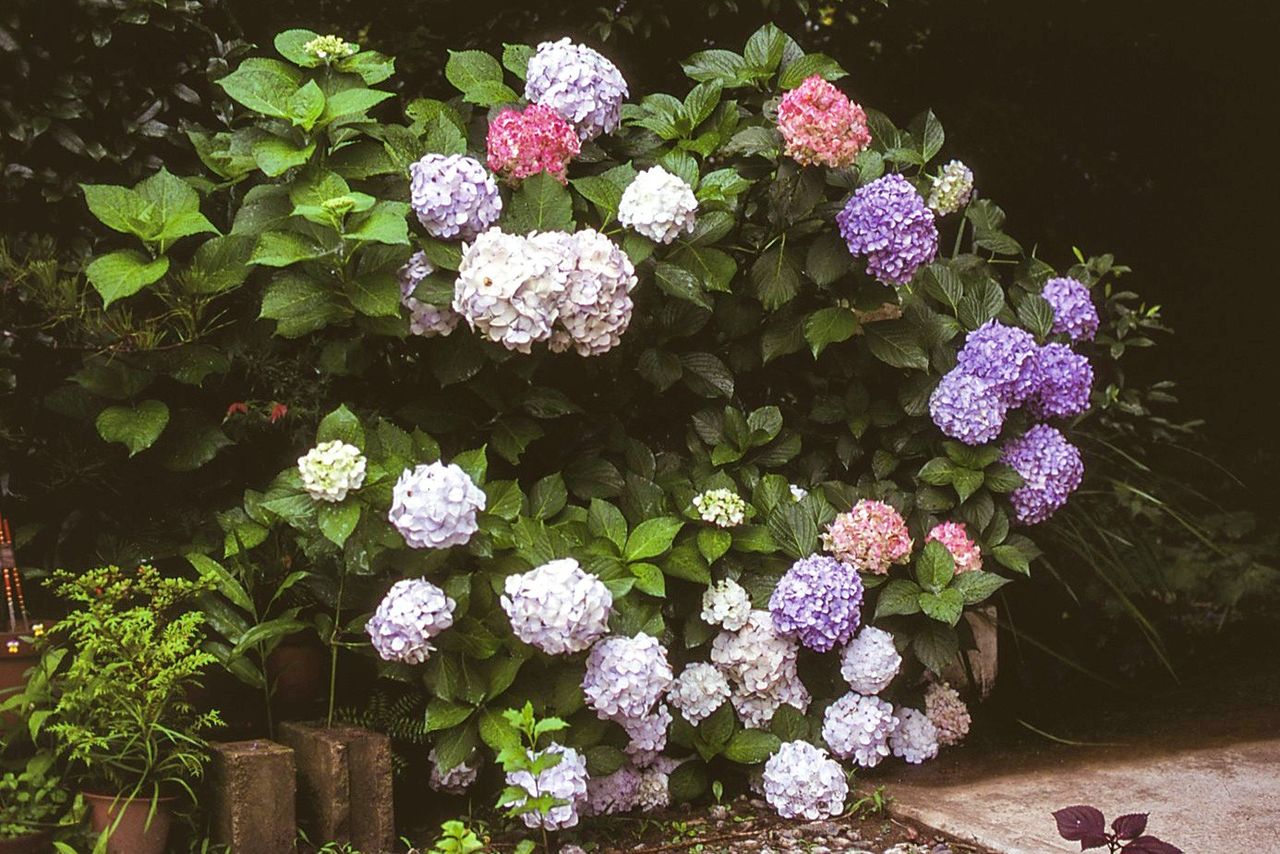 The Thomas Hogg hydrangea. (© Kakujitsuen)