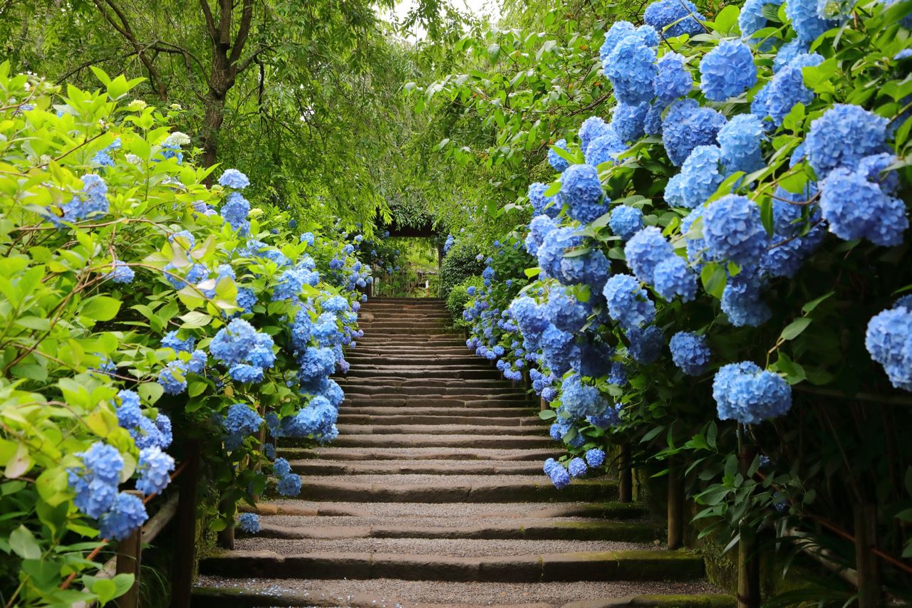The famed blue hydrangeas at the Buddhist temple Meigetsuin in Kamakura. (© Photo AC)