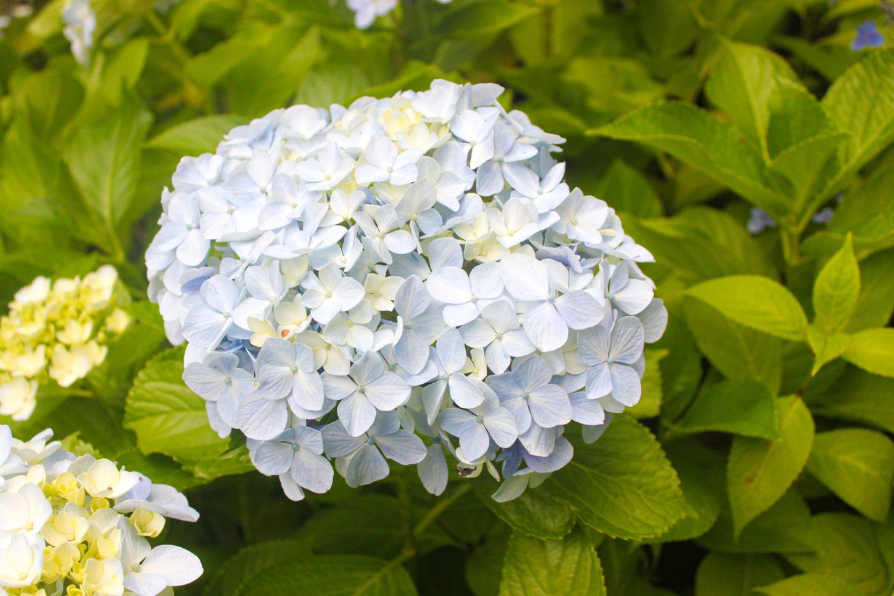 A mophead hydrangea. (© Kakujitsuen)