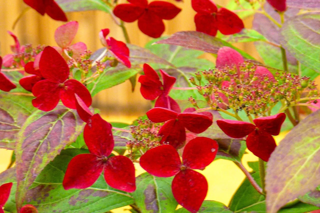 Probably the deepest red hydrangea. (Courtesy Kakujitsuen)