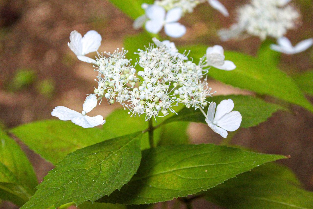 So named because the flowers look similar to butterflies flitting about. (Courtesy Kakujitsuen)
