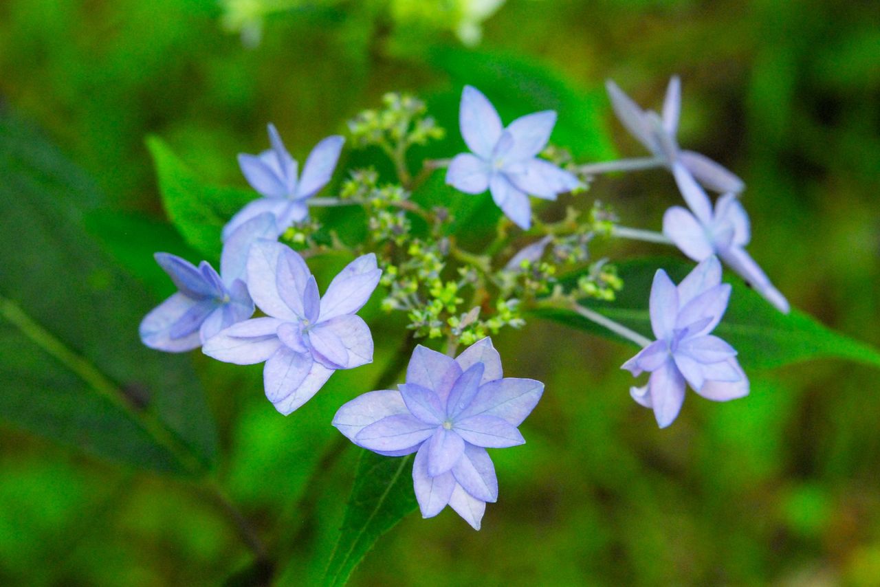 A variant of a yama ajisai, Hydrangea serrata, which was discovered by von Siebold. (© Photo AC)