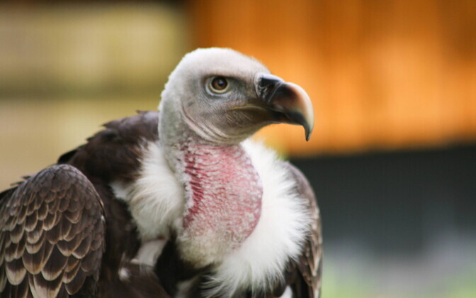 Birdwatcher snaps rare sighting of vulture in western Estonia | News