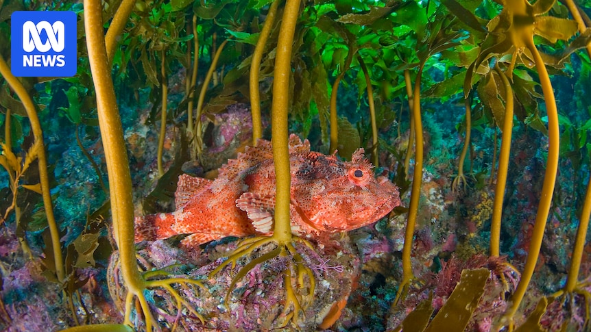 Research to edit kelp's genes to withstand climate change attracts US grant