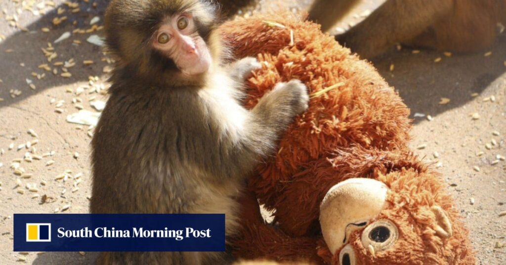 Laser aimed at Punch the monkey in Japan prompts zoo’s ‘unacceptable’ warning Laser aimed at Punch the monkey in Japan prompts zoo’s ‘unacceptable’ warning