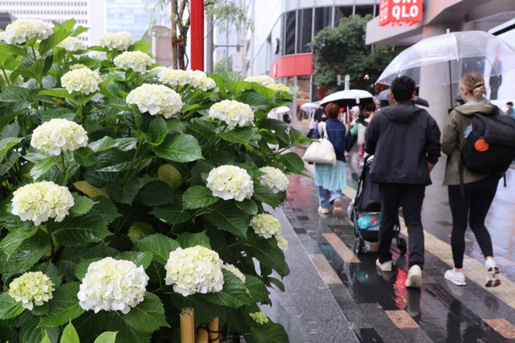Rainy season begins in Kanto and central Japan Rainy season begins in Kanto and central Japan