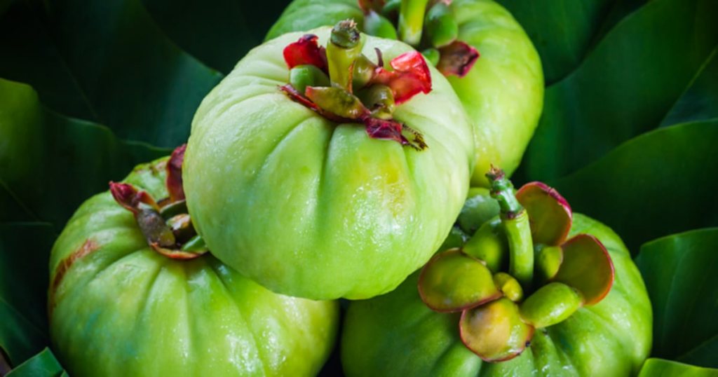 France renews Garcinia cambogia ban, EU extends safety consultation France renews Garcinia cambogia ban, EU extends safety consultation