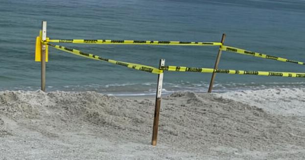 Get to Know Your Local Sea Turtle Ordinance | Environment Get to Know Your Local Sea Turtle Ordinance | Environment