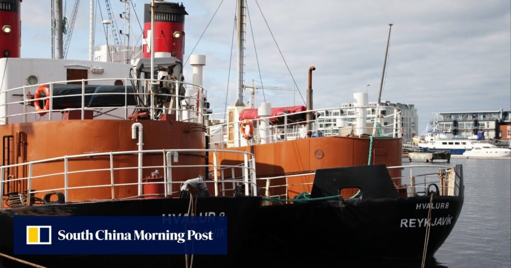 Iceland resumes whale hunt amid protest Iceland resumes whale hunt amid protest