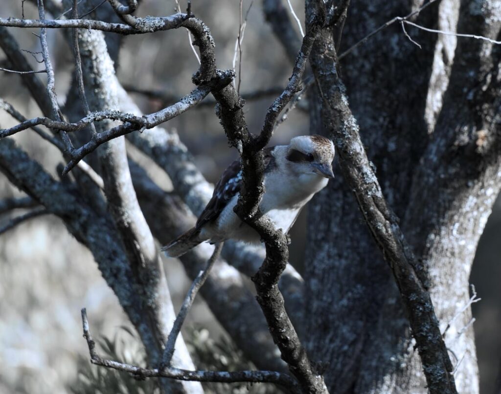 One Kookaburra vs Two Ravens at Kosciusko National Park
