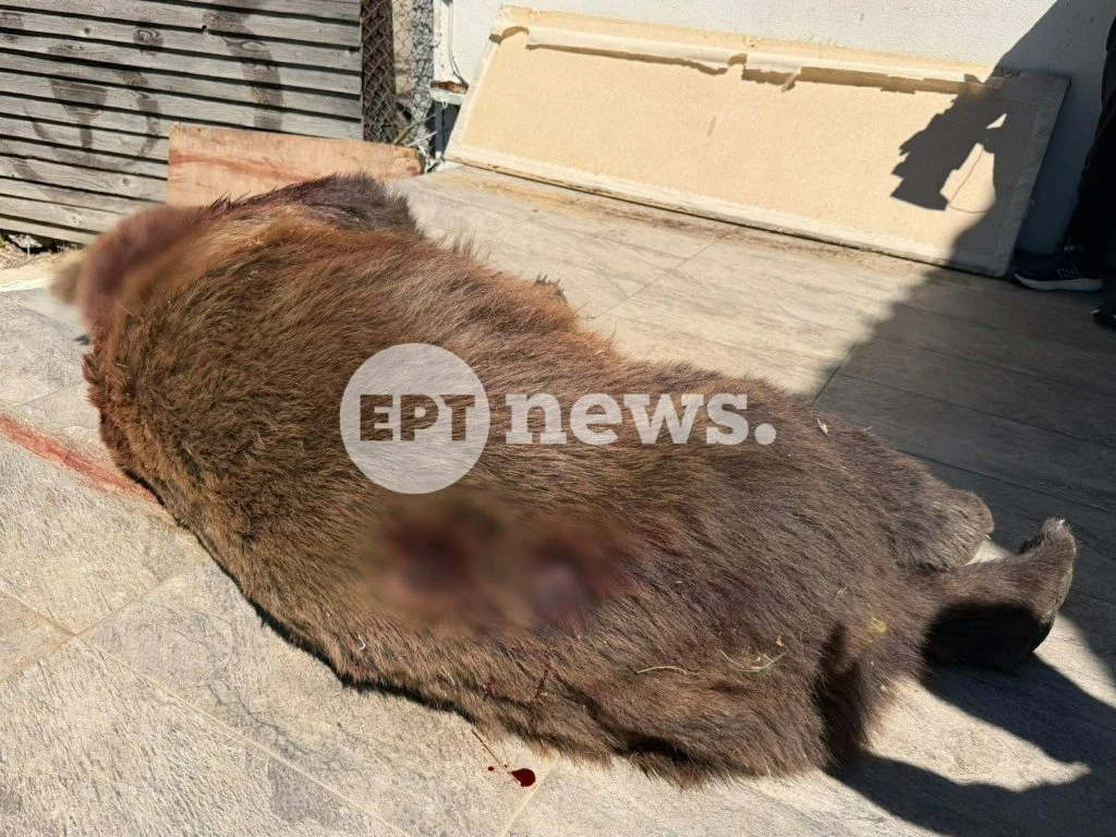 Three Bears Found Dead in Western Greece in 24 Hours