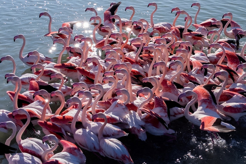 A flamboyance of flamingos in water.