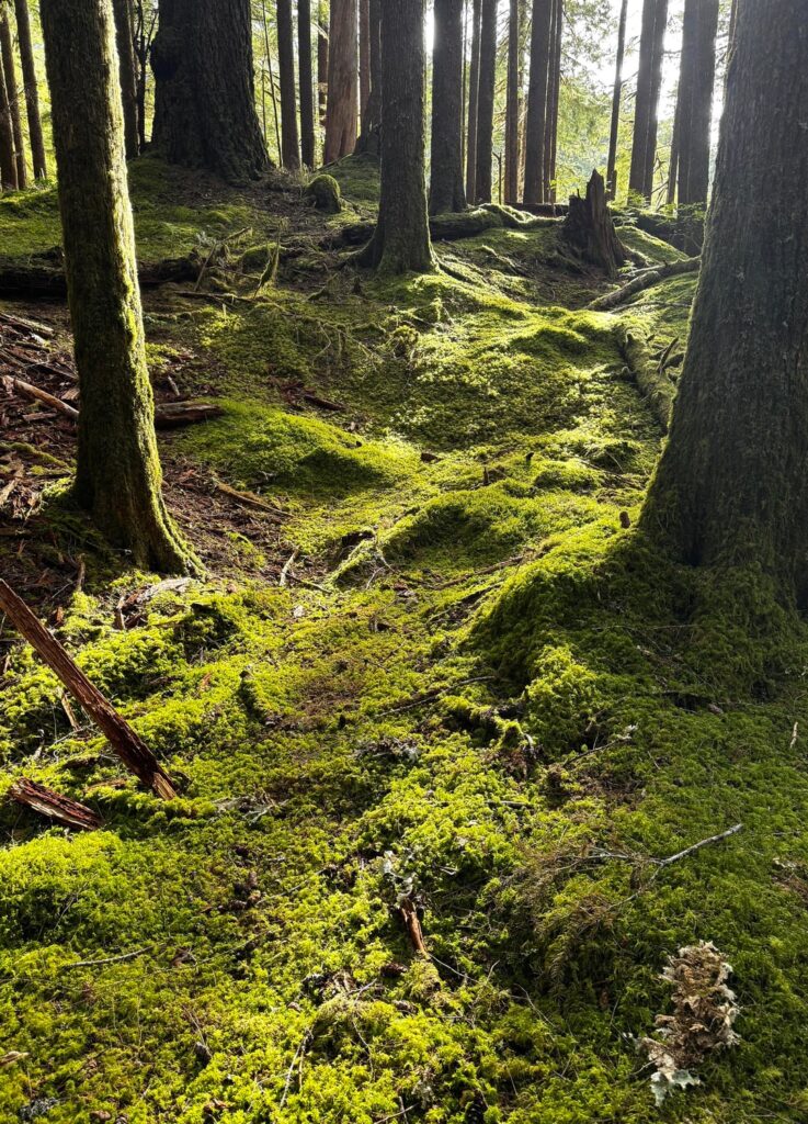 Mossy beauty in the Pacific Northwest