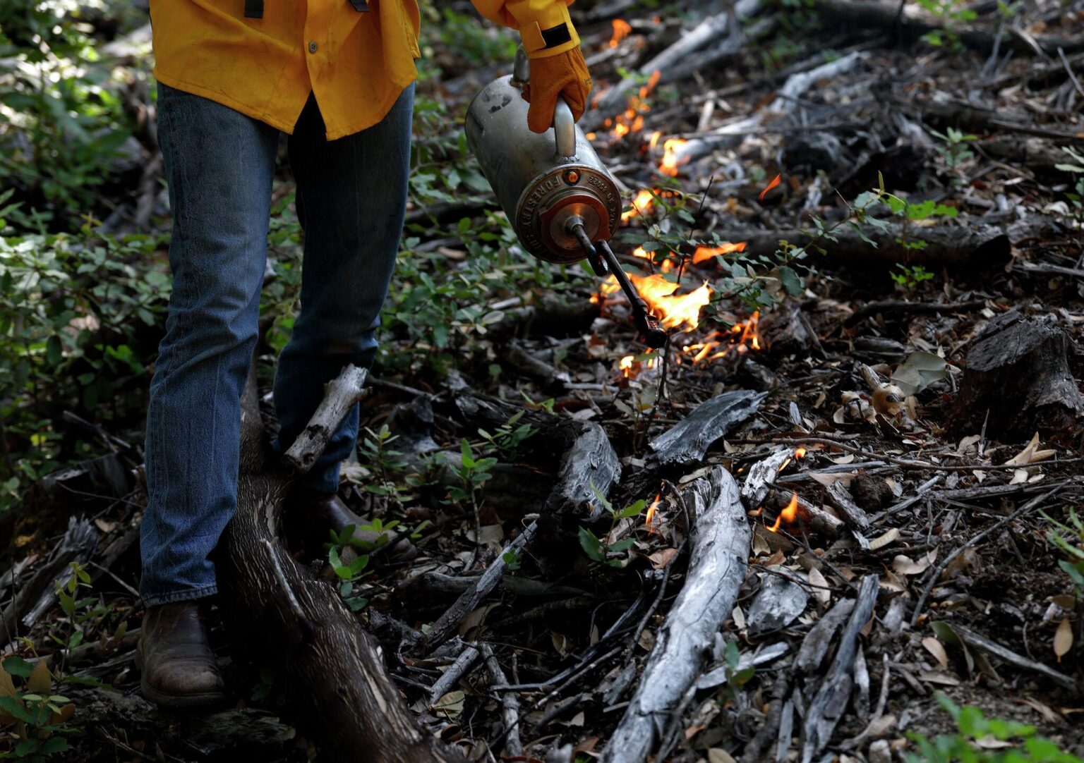 Stanford study finds prescribed burns could reduce California wildfire smoke pollution by 10% over a decade