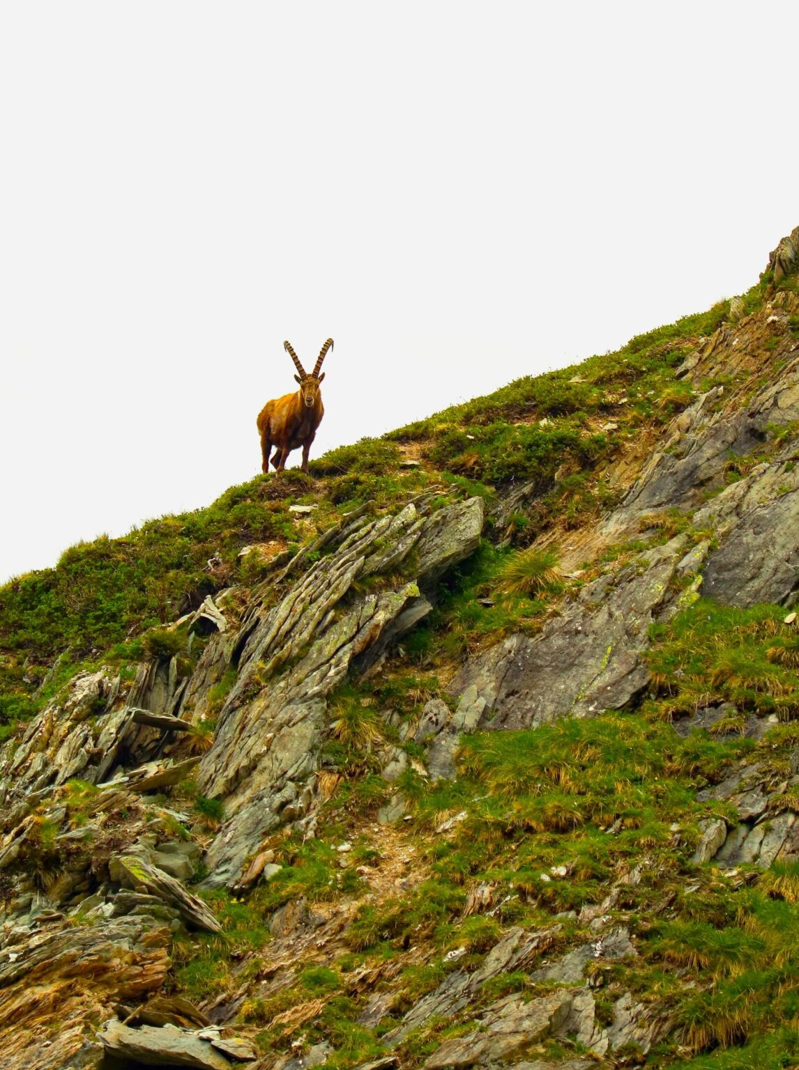 Ibex spotting in Pralognan-la-Vanoise (Savoie, France)