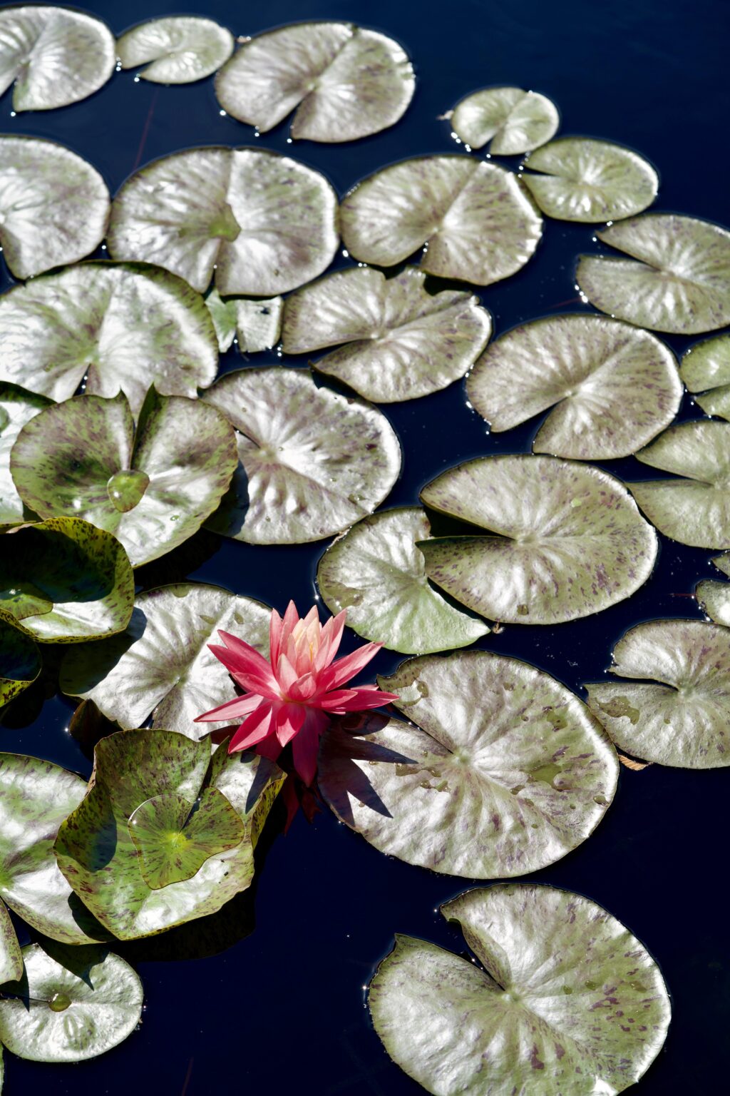 Water Lily [OC]