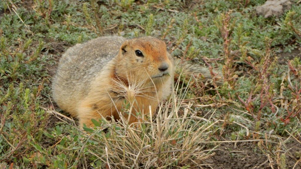 Ancient squirrel poop from Arctic permafrost contains DNA from mammoths, bison, horses and big cats