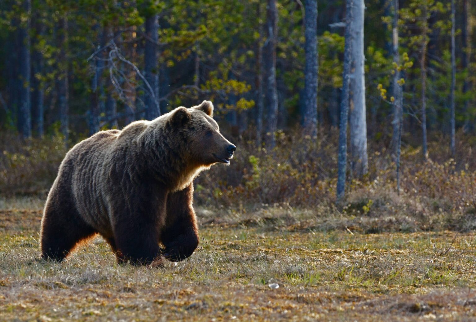 Three wild bears killed in Greece in days: wildlife groups