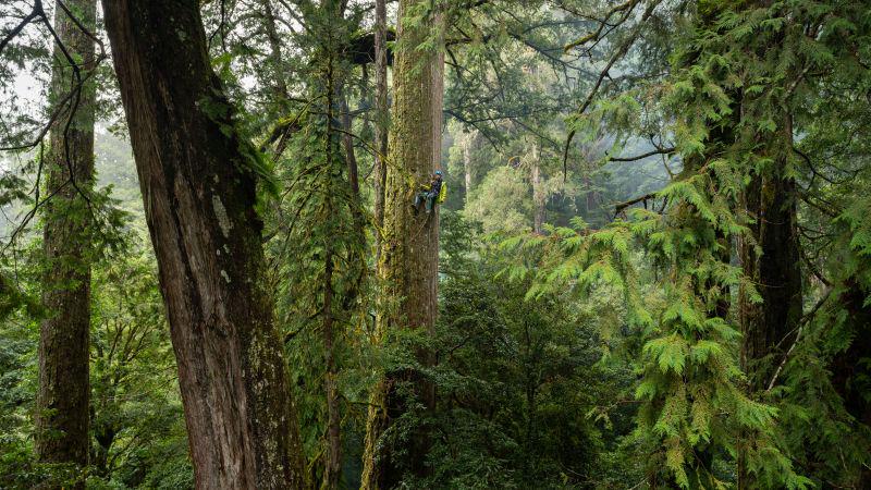 Taiwan’s ‘Heaven Sword’ revealed as East Asia’s tallest tree