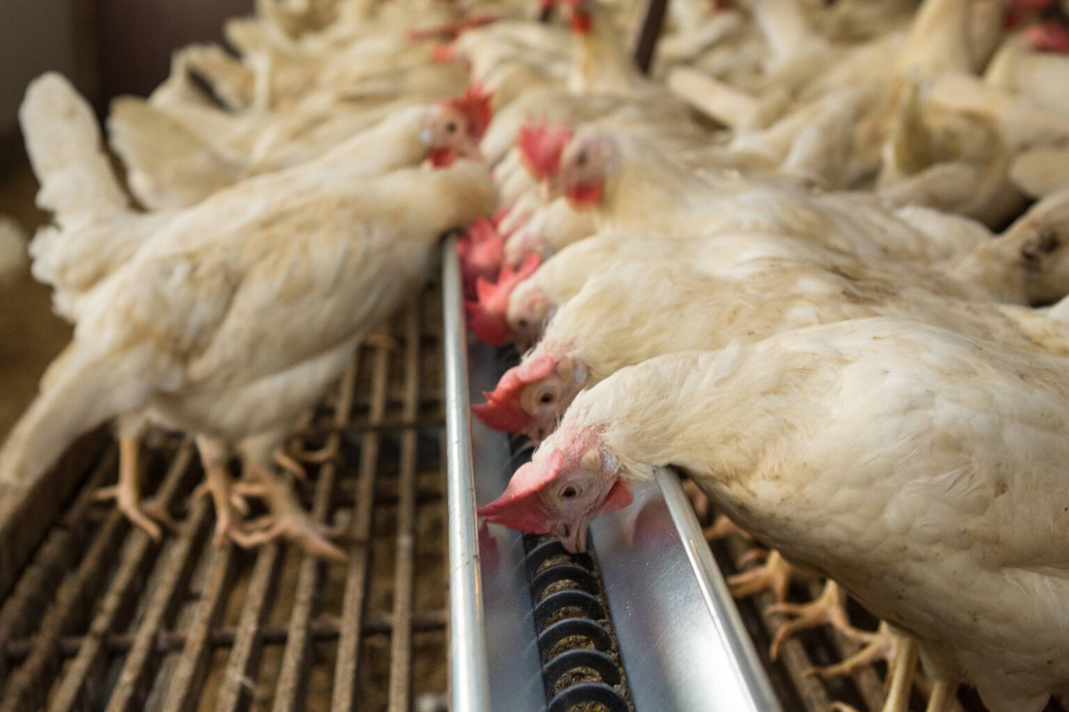 Egypt poultry faces easing feed costs but rising soy demand