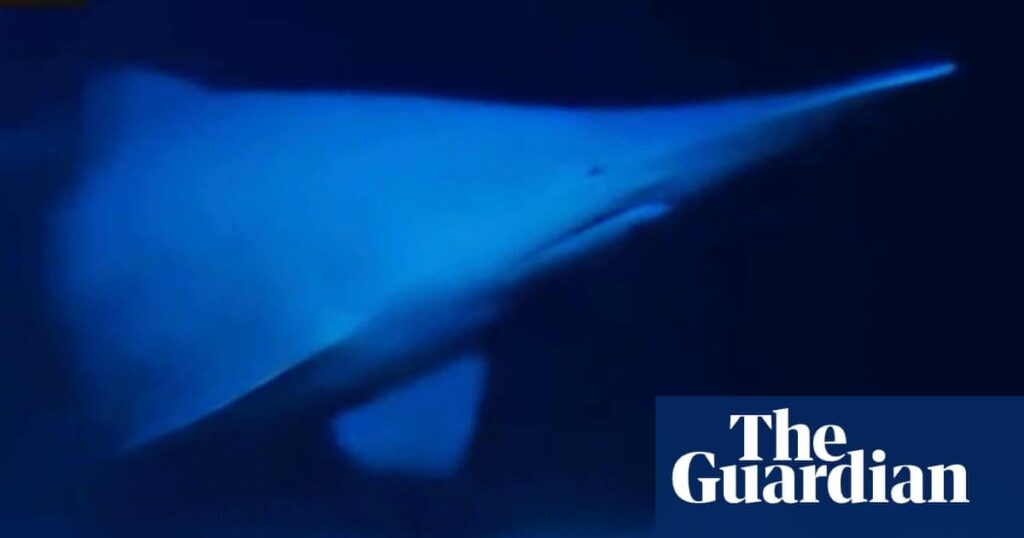 Elusive deep-sea goblin shark seen alive for the first time — ‘They have this incredible mouth that kind of protrudes down from the head, and does a kind of slingshot feeding thing’ Elusive deep-sea goblin shark seen alive for the first time — ‘They have this incredible mouth that kind of protrudes down from the head, and does a kind of slingshot feeding thing’