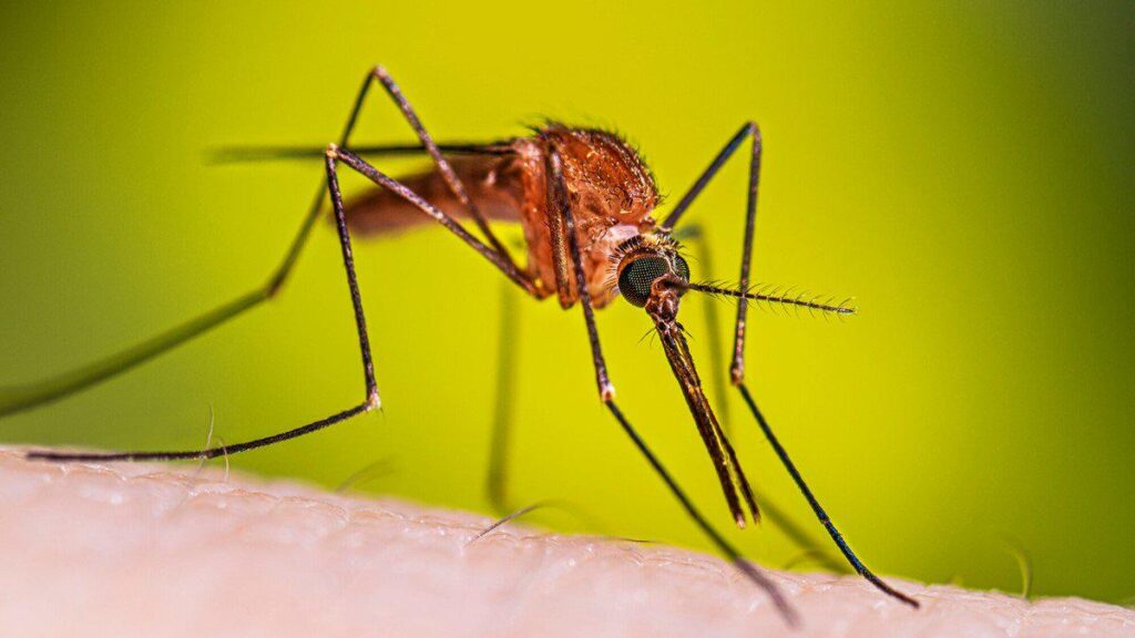 10 Fascinating Mosquito Facts