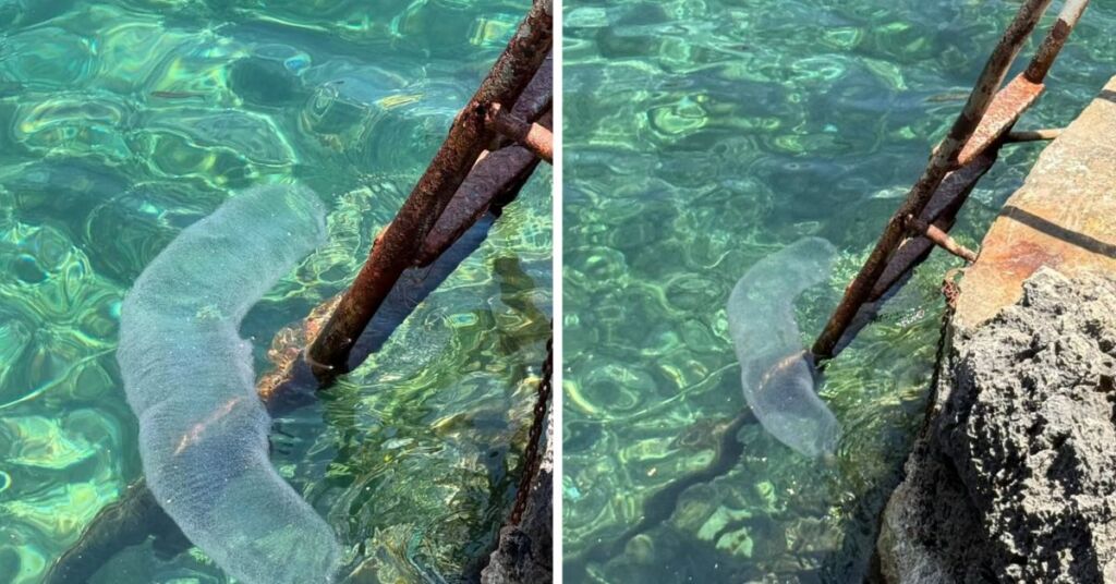 Rare ‘Klamar Tat-Tikek’ Egg Mass Spotted In Gozo Waters Article Featured Image