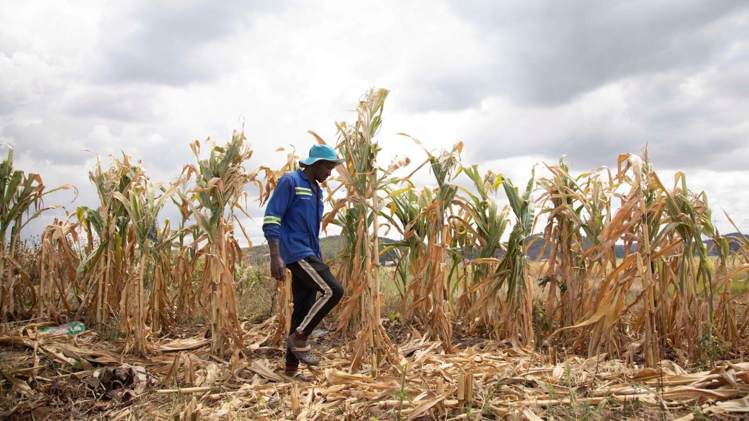 The ‘super El Niño’ is here. What happens next could upend food systems worldwide. The ‘super El Niño’ is here. What happens next could upend food systems worldwide.