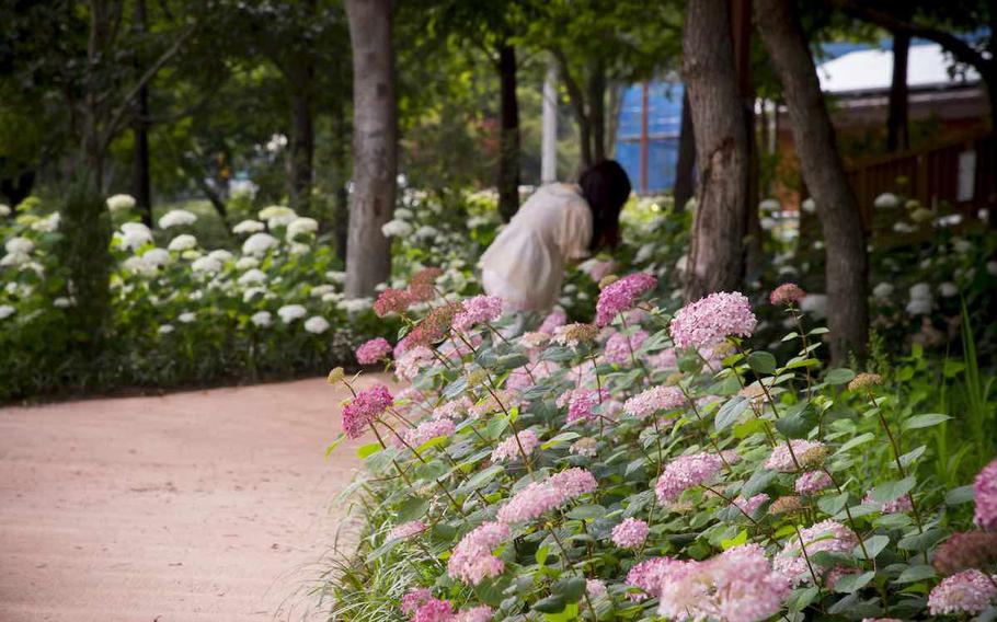 Pink hydrangea flowers