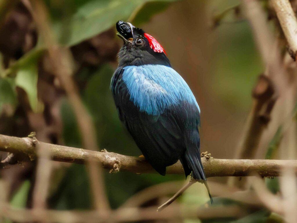 Evolutionary origins of manakins’ dazzling dances: A shift to a fruit diet may have paved the way for the evolution of spectacular displays in manakins