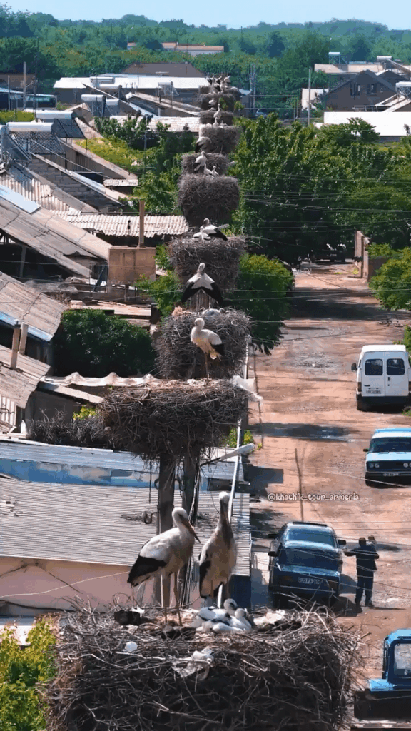 A street lined with massive White Stork nests in Surenavan, Armenia, where the birds return each year to build nests atop utility poles throughout the village.