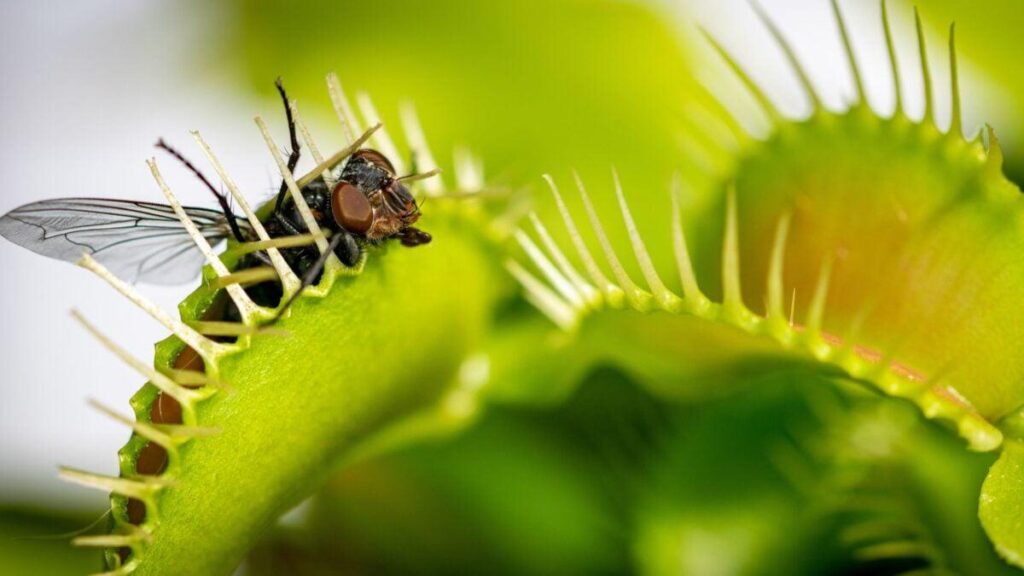 Scientists finally solved the mystery of how Venus flytraps snap shut — Molecular mechanism may inspire new techniques to help soft robots and other smart materials move without muscles Scientists finally solved the mystery of how Venus flytraps snap shut — Molecular mechanism may inspire new techniques to help soft robots and other smart materials move without muscles