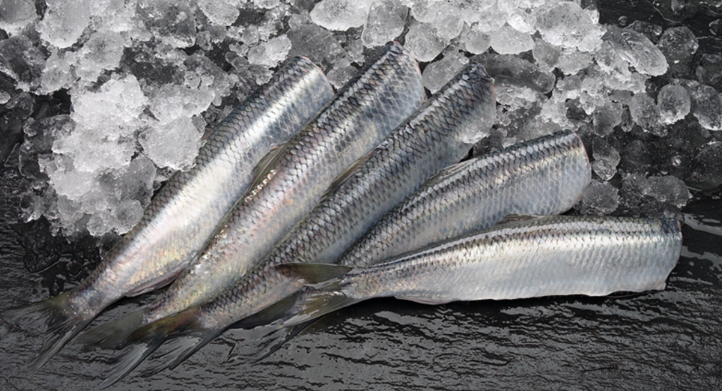 Norway mackerel export prices stay sky-high on low supply, herring value eases for May Norway mackerel export prices stay sky-high on low supply, herring value eases for May
